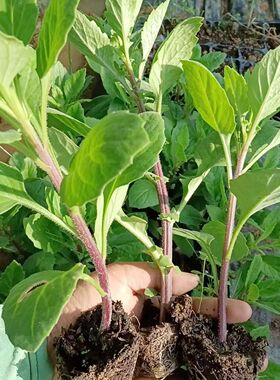 片仔癀草盆栽绿植苗白凤菜煮水清炒榨汁漳州片仔癀榨甘蔗汁阳台肝