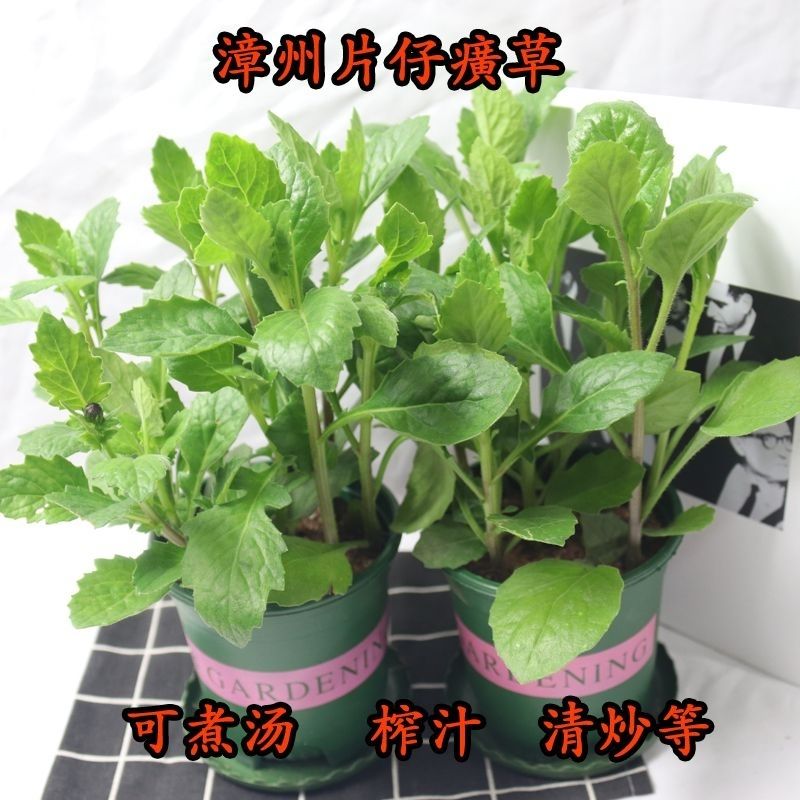 正宗漳州片仔癀草白凤菜可食用药用绿植盆栽阳台庭院植物好养1盆