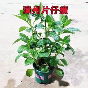 带根漳州片仔癀草苗盆栽白背天葵白凤菜可榨汁水煮汤食用绿植易活