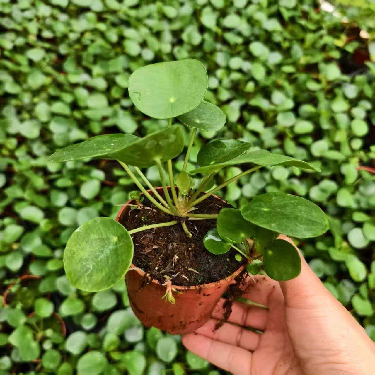 镜面草盆栽植物清新室内盆栽浇浇植物超市办公室桌面迷你盆景