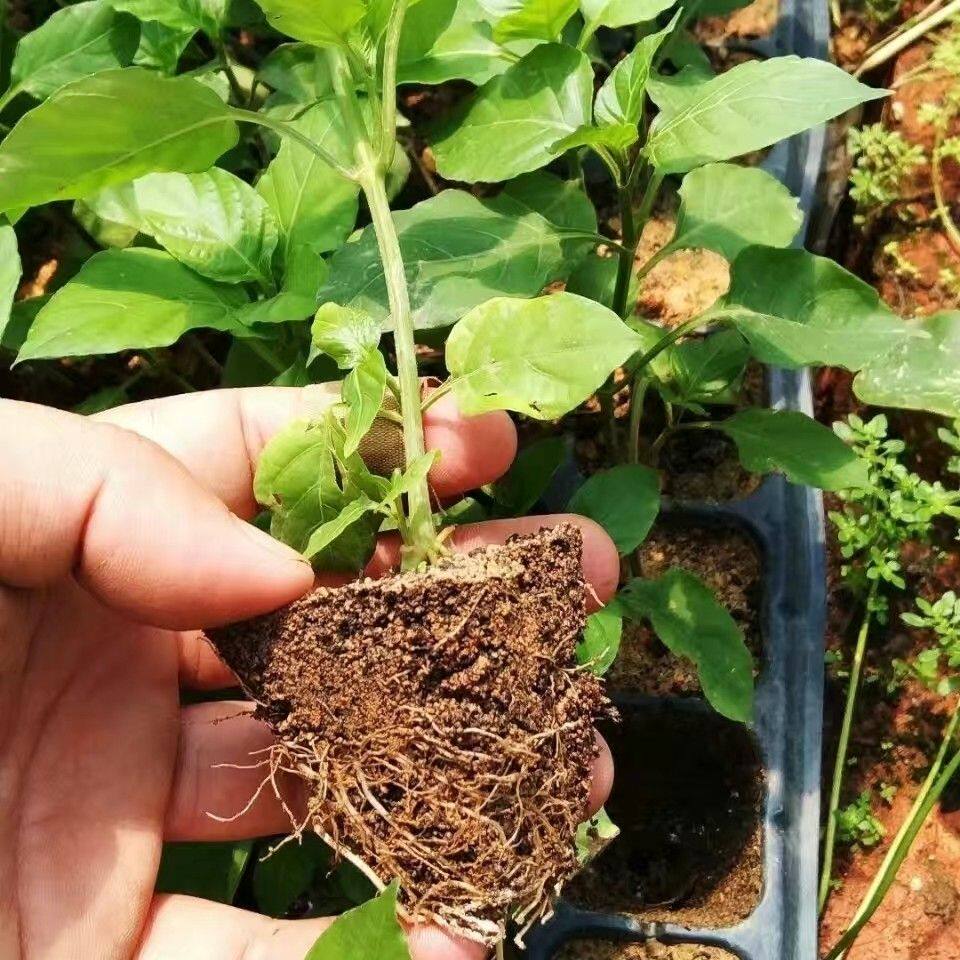 20棵绿线叶血通菜蔬菜酒店特色野菜绿线苗火锅打边炉野菜十万错