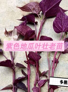 紫色专吃叶红薯叶地瓜叶苕尖花青素含量高可盆栽绿植食用红薯藤