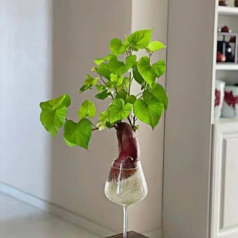 水培红薯带芽地瓜烟薯紫薯鱼缸植物阳台儿童学生观察作业发芽地瓜