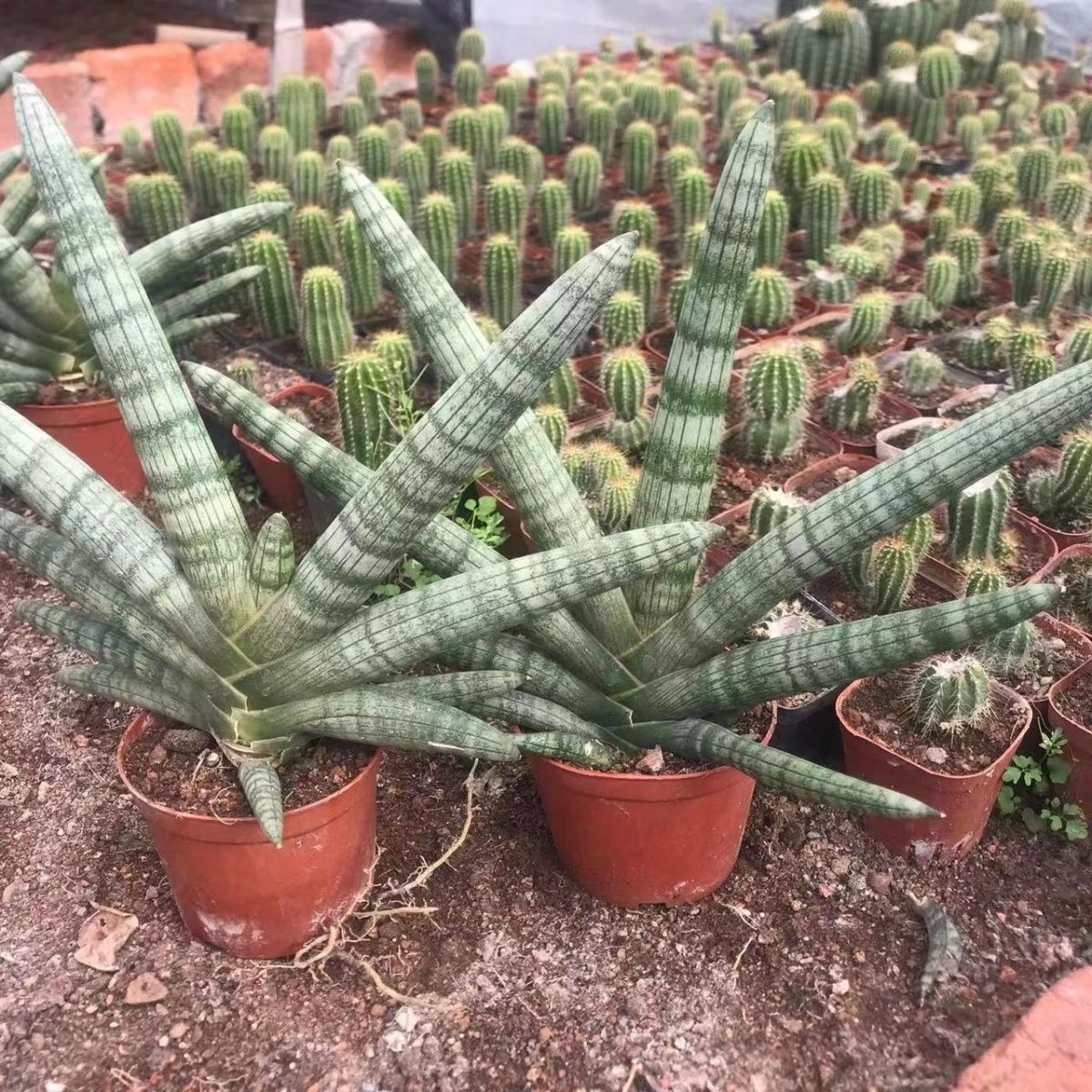 【招财佛手】棒叶虎皮兰易养室内多肉植物绿植花卉盆栽防辐射镇宅