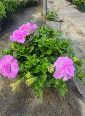 矮牵牛冰淡紫盆栽花苗带花苞包邮易爆盆四季开花网红花园重瓣白色