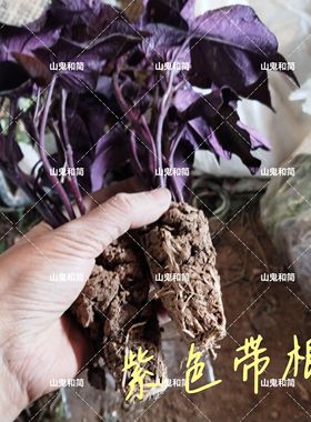 紫色地被阳台可爬藤番薯叶庭院装饰别墅阳台绿植带根发货盆栽枝条