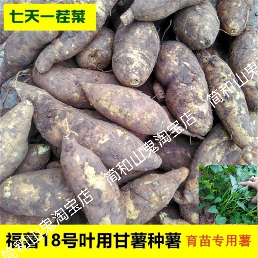 福薯18号蜜薯苗地瓜红薯秧苗番薯山芋多分叉盆栽育苗专用菜用薯种