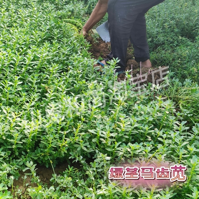 马齿苋菜苗新鲜白花1斤五行草绿茎农产品食用野地菜现挖现发红梗
