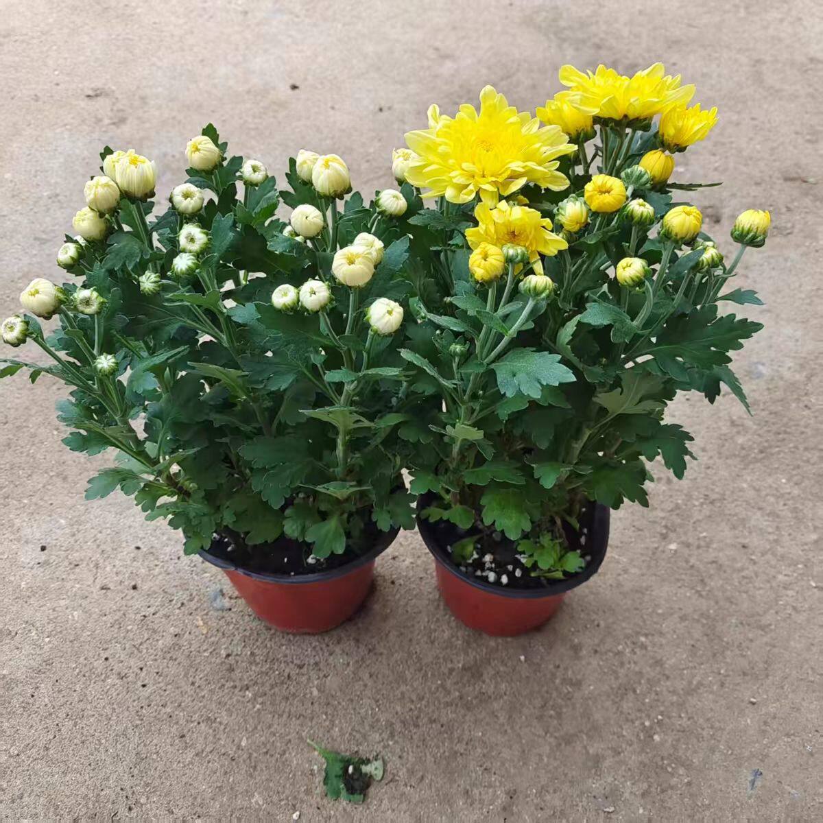 菊花苗盆栽带花苞九月菊大花苗四季开花室外植物花卉秋菊金丝皇菊