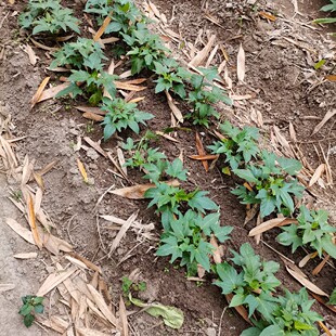食叶型红薯叶苗地瓜叶种植广西尖叶苗专吃叶子山芋苗台湾番薯种苗