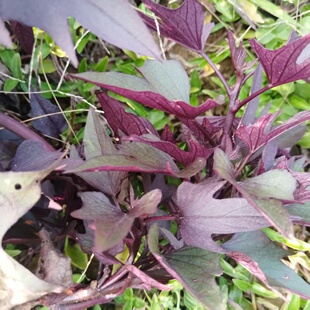 台湾进口紫蕃薯叶心型观叶植物叉叶番薯叶地瓜阳台绿植盆栽花青素
