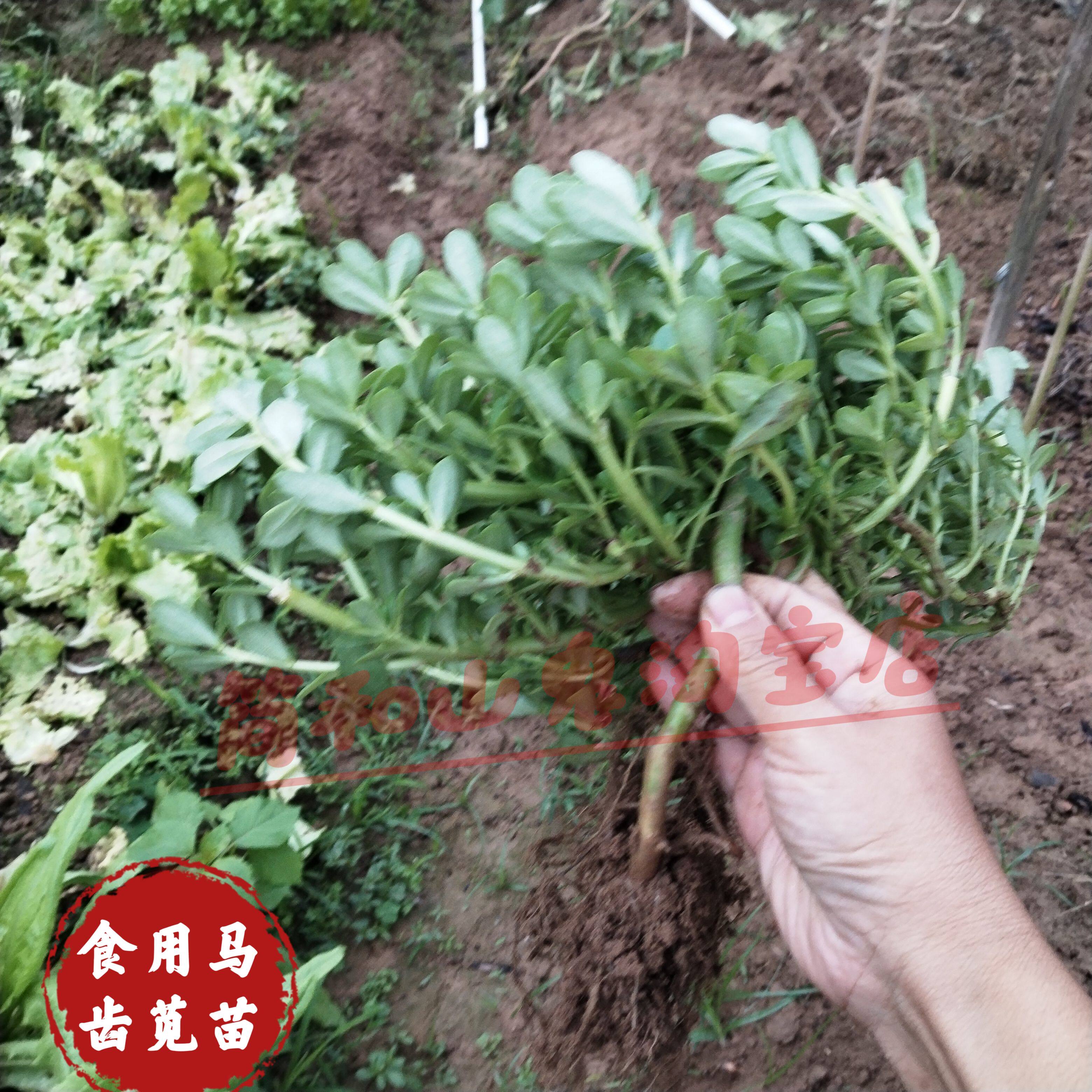 食用马齿苋苗盆栽菜用阳台种植地瓜叶屋顶番薯苗猪母菜长寿菜苗