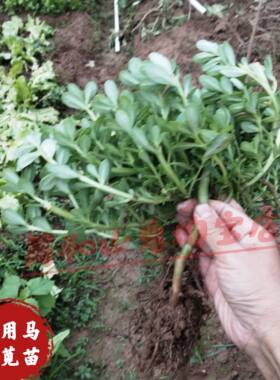 食用马齿苋苗盆栽菜用阳台种植地瓜叶屋顶番薯苗猪母菜长寿菜苗