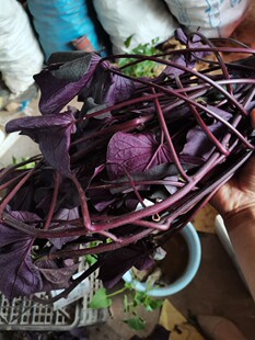 绿化台湾紫薯苗食叶型地瓜藤食用紫色番薯叶红薯农家观叶盆栽吊兰