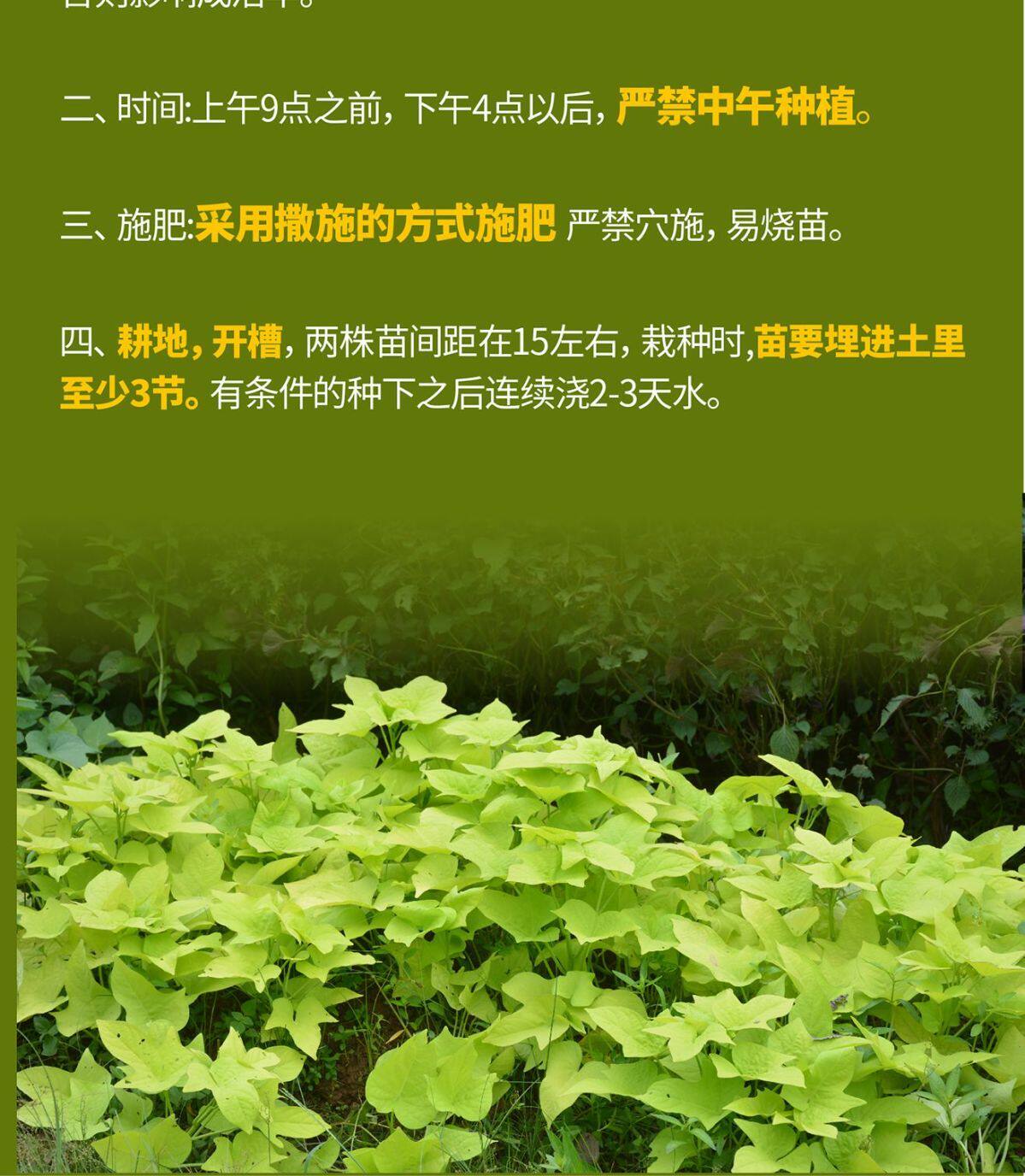 黄金红薯叶盆栽地被植物地瓜叶四季植物桌面观叶好养盆栽室内绿植