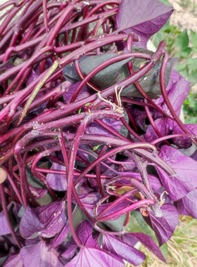 紫叶番薯苗紫色食叶番薯 食叶红薯叶用番薯食叶地瓜高花青素蔬菜