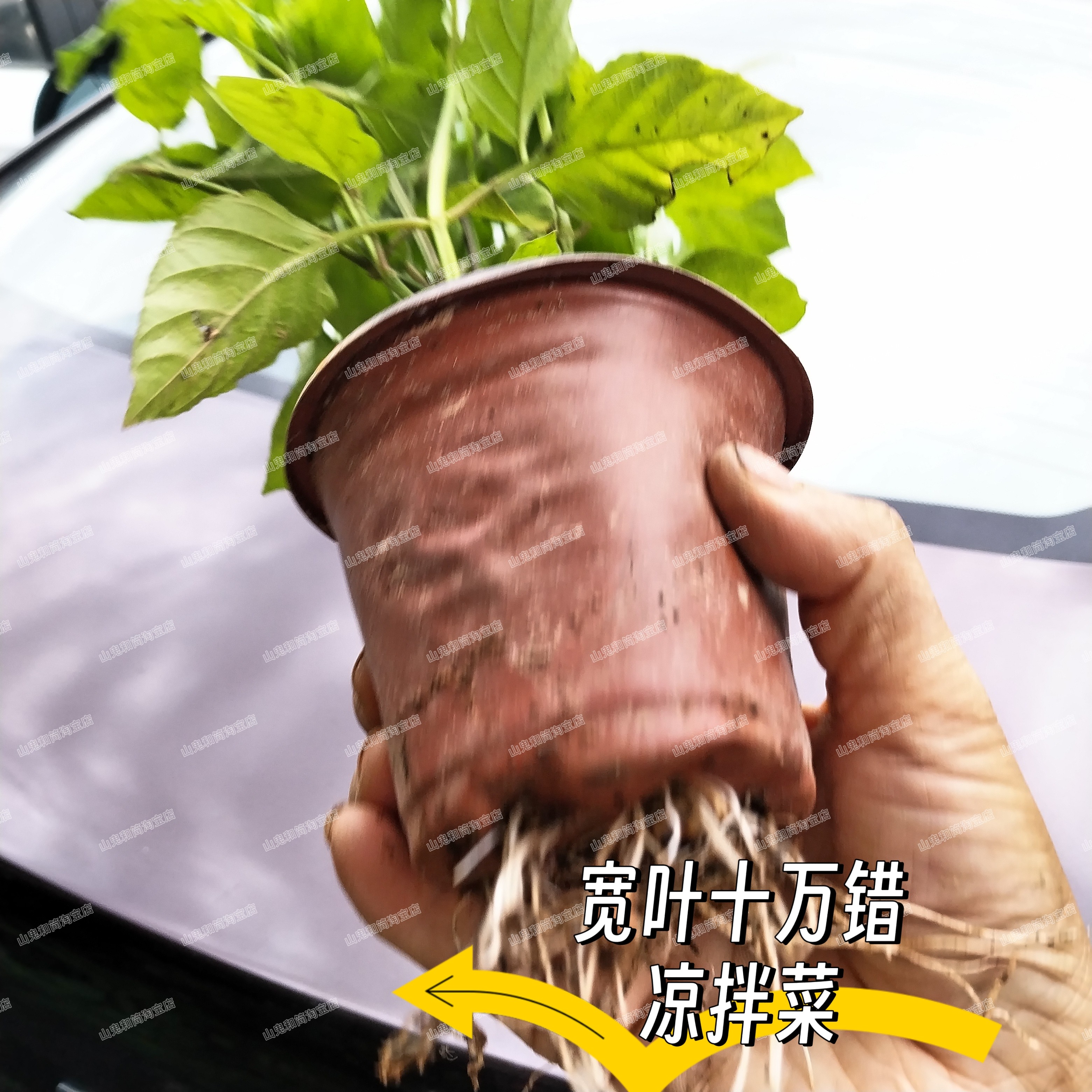 绿线叶盆栽室内客厅办公室桌面盆栽植物四季常青地被饭店特色菜