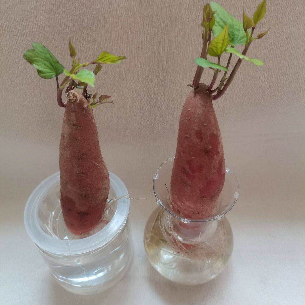 红薯种苗盆栽地瓜苗带土球四季种植阳台庭院盆栽地瓜苗幼儿园植物