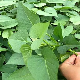 地瓜叶苗食用番薯叶专吃叶子紫色地瓜叶苗四季蔬菜阳台蔬菜红薯叶