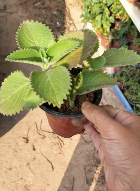 印度薄荷广西尖叶紫色花青素红薯叶片仔癀白凤菜地瓜叶福薯左手香