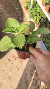 印度薄荷广西尖叶紫色花青素红薯叶片仔癀白凤菜地瓜叶福薯左手香