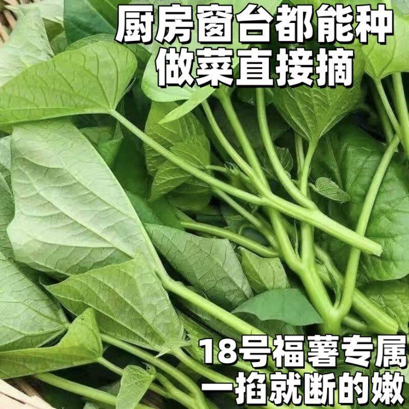 红薯尖带几片叶子农家自种新鲜现摘现发确保新鲜带根阳台番薯叶