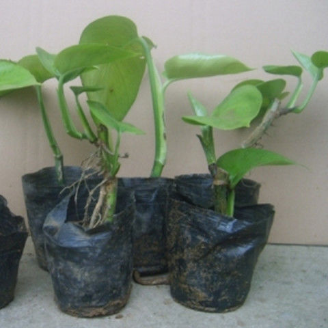 大叶绿萝柱苗客厅大型盆栽办公室内树桩绿植物吸除甲醛长藤绿箩苗