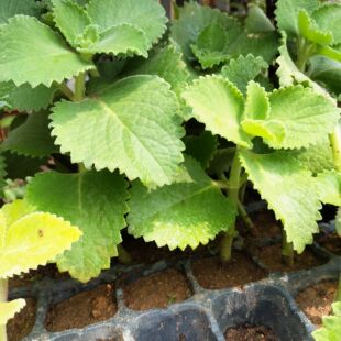 生大叶薄荷种子番薄荷手香草碰碰香草还魂草多年生草本植物太子香