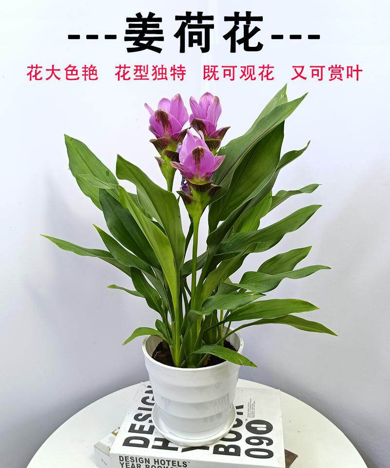 26年现货姜荷花种球姜花绿园花开多年生热带植物耐热庭院阳台店铺