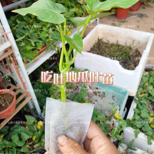 15棵吃叶红薯苗带营养杯发货专食叶地瓜苗蕃薯种南北方种植阳台苗