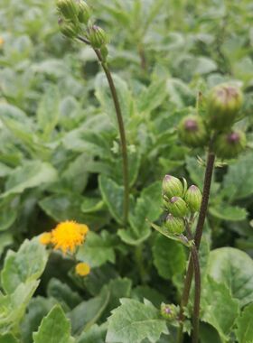 新鲜片仔癀草苗天然可食用草本榨汁配甘蔗汁饮品 绿色野生白凤菜