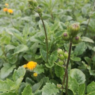 新鲜片仔癀草苗天然可食用草本榨汁配甘蔗汁饮品 绿色野生白凤菜