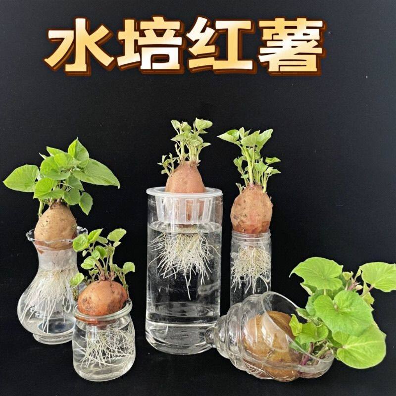 水培土培植物发芽红薯盆栽景观幼儿园观察生长绿植土培红薯幼儿园