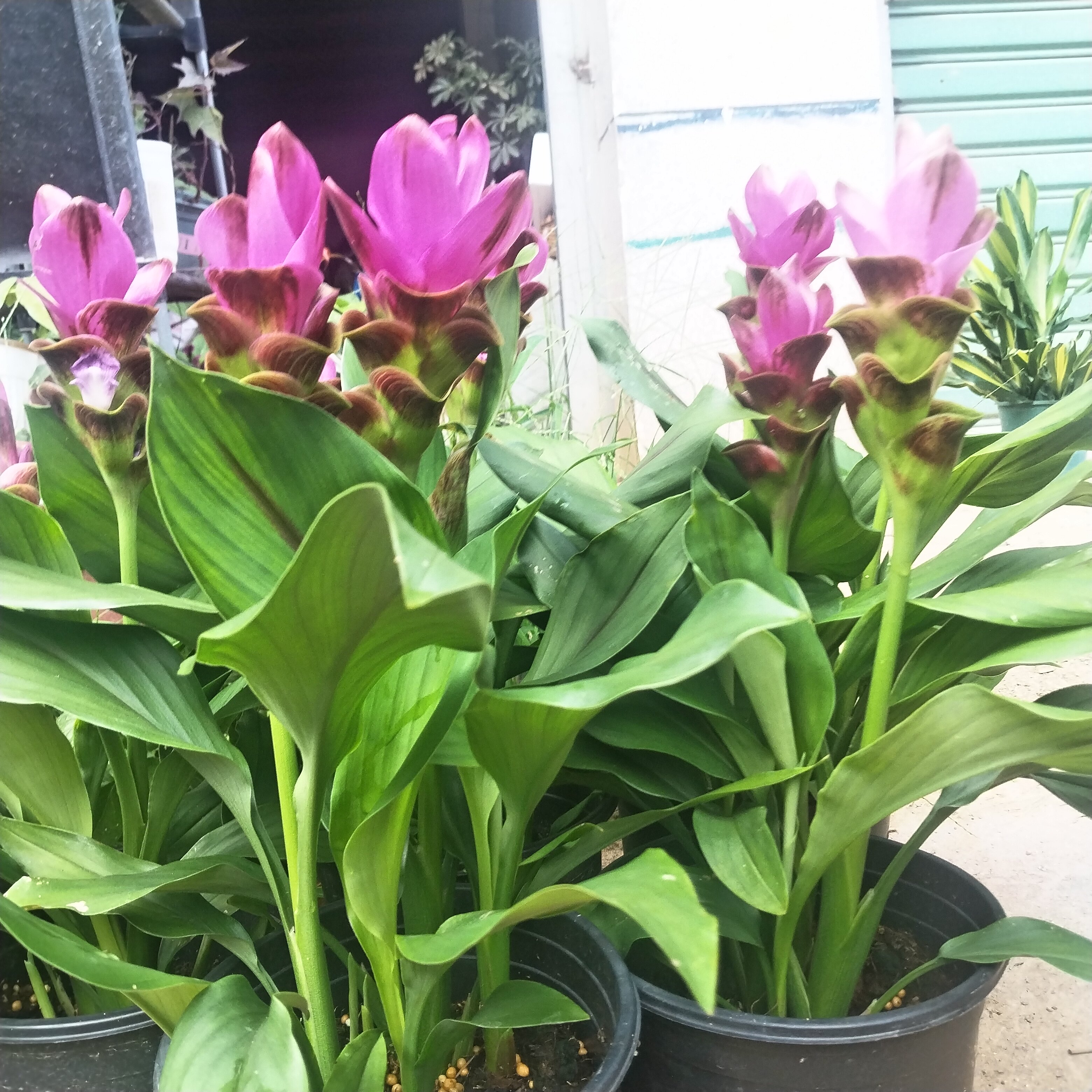 姜荷花盆栽室内客厅办公室桌面四季常青花卉植物好养活易活