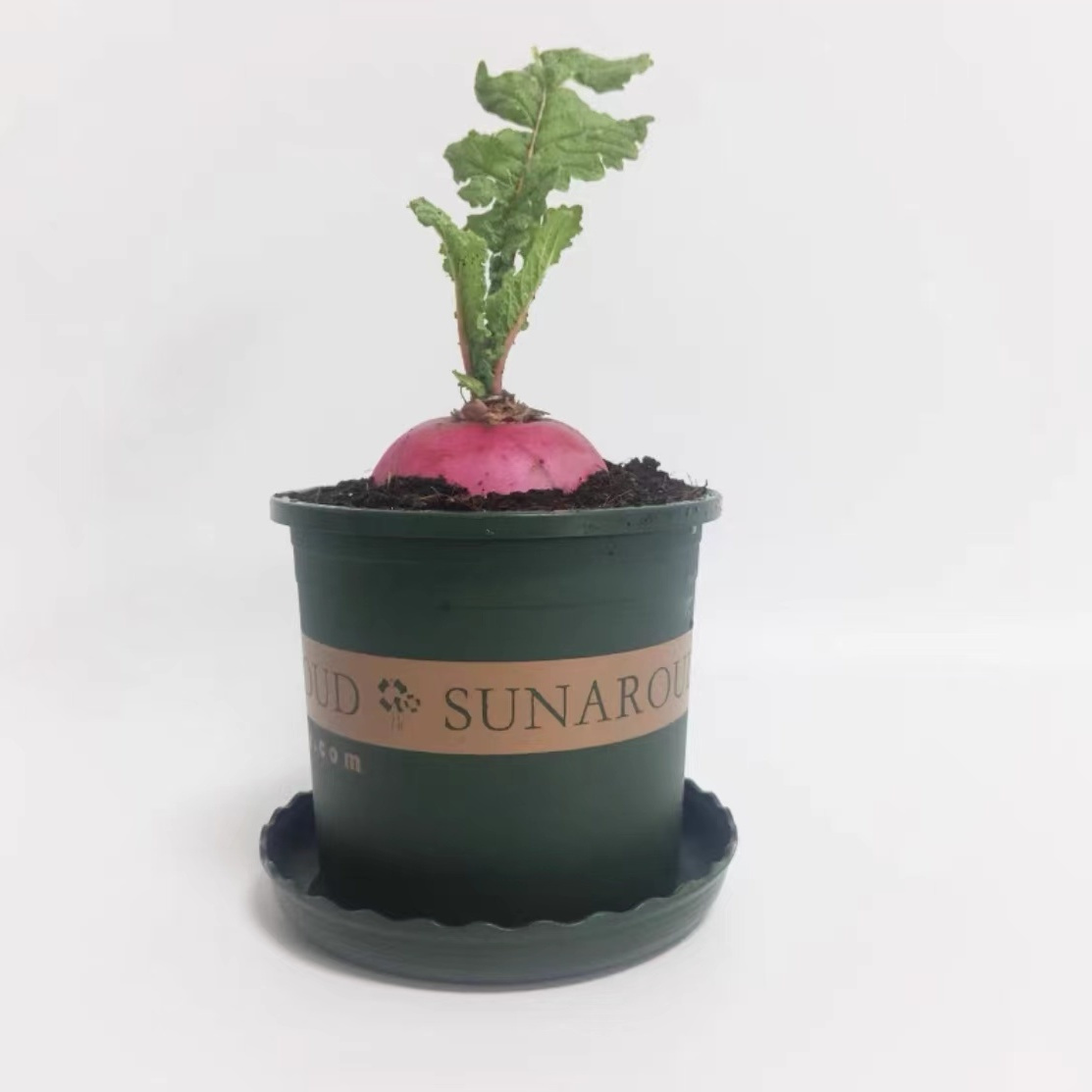 红皮萝卜盆栽植物蔬菜水培胡萝卜幼儿园植物教学学生作业观察水培