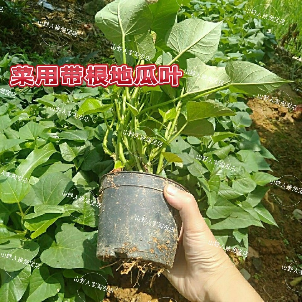 带根发货种植苗福薯18台农新鲜红薯叶番薯叶尖地瓜叶红苕番苕叶尖