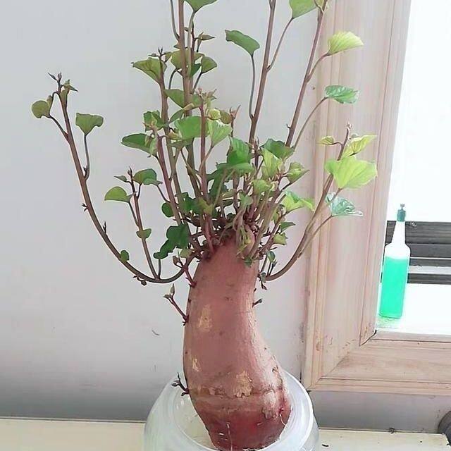 水培红薯带芽地瓜烟薯紫薯鱼缸植物阳台儿童学生观察作业发芽地瓜