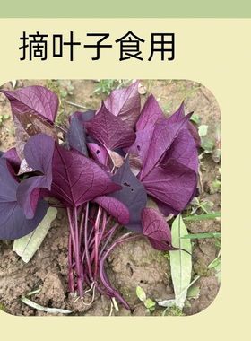 紫叶盆栽绿植番薯苗紫色吃叶子番薯阳台红薯叶用番薯地瓜楼顶枝条