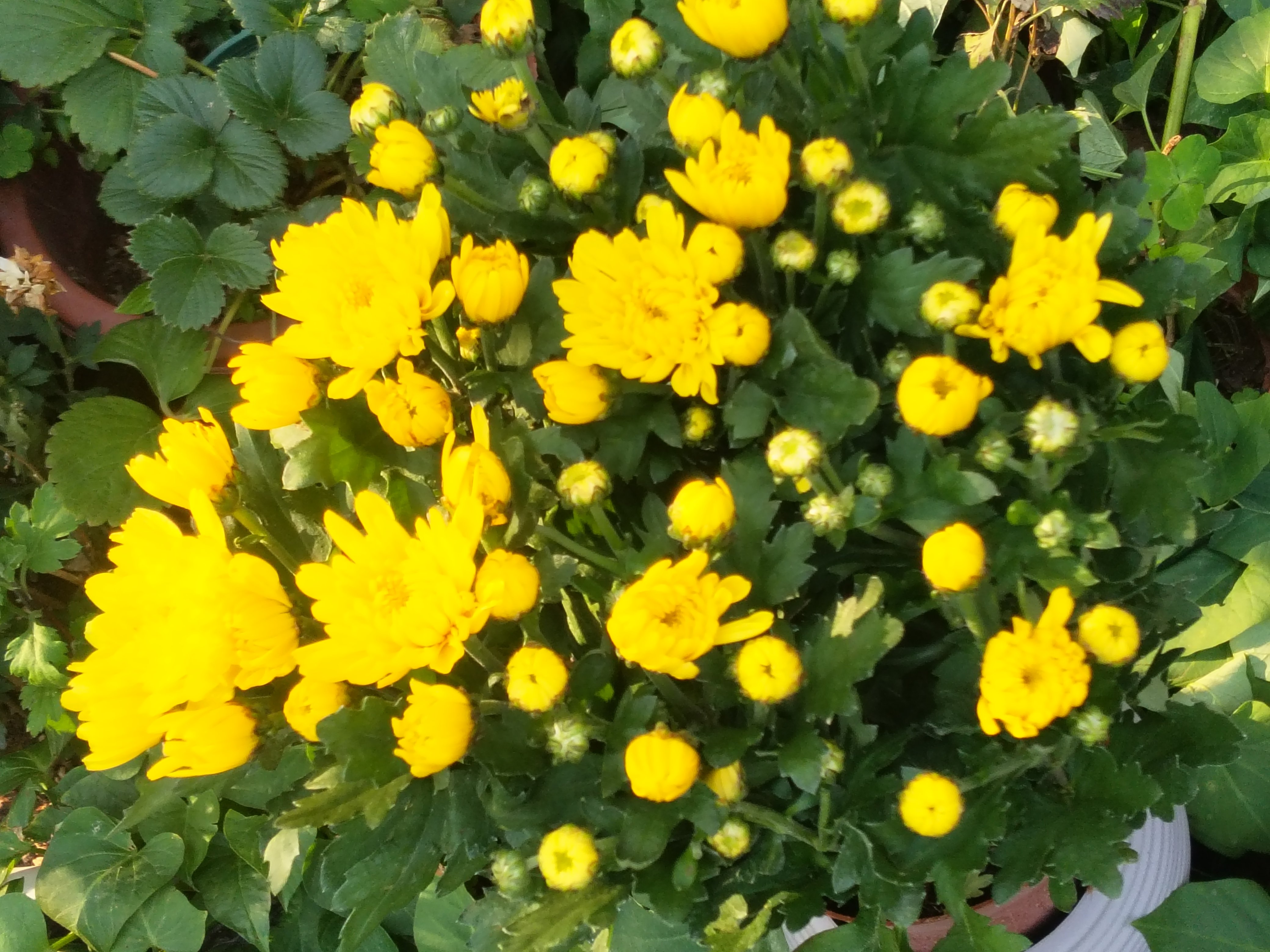 【带花苞】菊花盆栽鲜花直发黄菊花白菊花盆栽耐寒耐热清明节专用