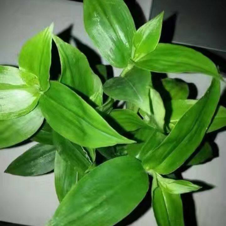 青白玉油画婚礼吊兰盆栽懒人室内阳台观叶吸甲醛植物花卉绿植耐阴