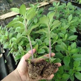 20棵家庭专用草可食用的漳州片仔癀草苗阳台盆栽庭院种植特产绿植