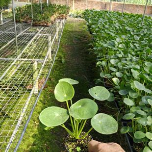 镜面草室内净化空气常绿植物ins北欧风趣味观叶植物四季常绿盆栽