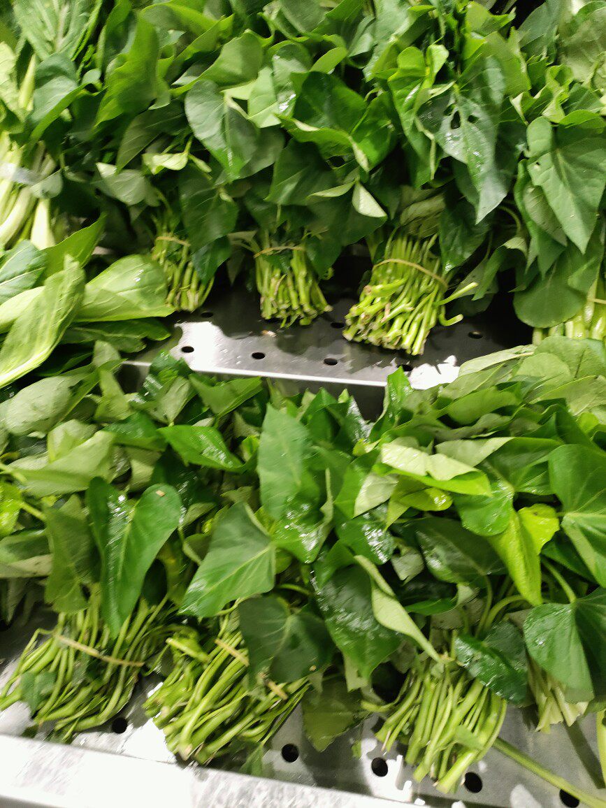 专吃叶的红薯苗食叶型红薯苗地瓜苗秧新鲜苗番薯地瓜叶苗台湾苕尖