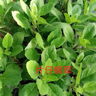 6棵新鲜片仔癀草苗养生盆栽可榨汁煮汤多年生可食用茶饮品室内
