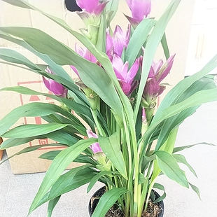 姜荷花盆栽室内室外阳台花卉庭花花卉多年生带花苞好养活盆栽夏季