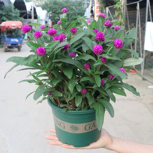 千日红盆栽带花苞百日红花苗花期长四季不断开花好养耐晒耐寒多年