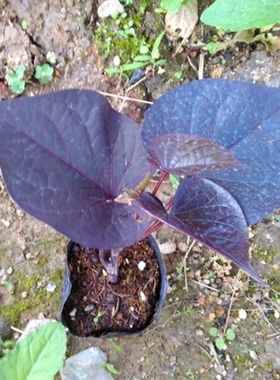 带根紫叶番薯苗紫色食叶番薯盆栽红薯叶用番薯吃叶子地瓜高花青素