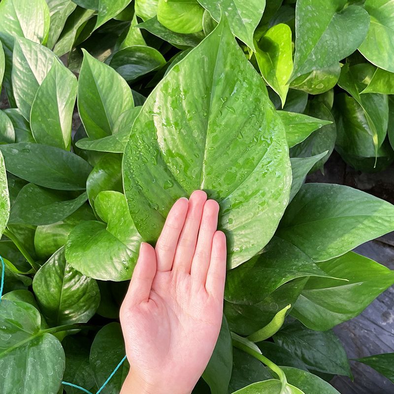 大叶绿萝柱插条室内水培土培上盆颜色鲜绿容四季客厅庭院办公室