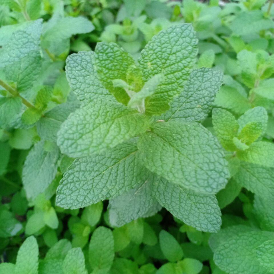 薄荷盆栽苗苹果薄荷食用薄荷西餐泡茶绿植花卉好吃庭院带原土发货