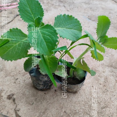 驱蚊香印度薄荷盆栽左手香苗到手香还魂草一抹香排香草消炎驱蚊虫